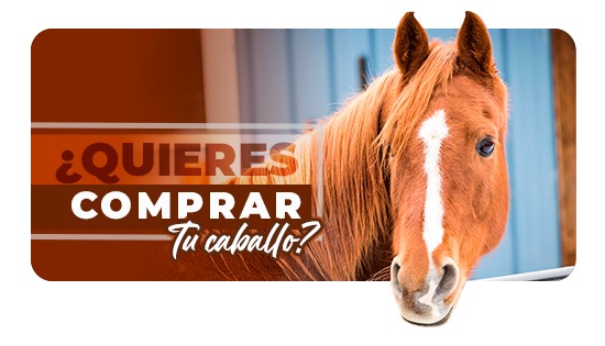 COMPRAR TU CABALLO