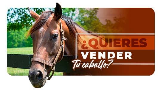 VENDER TU CABALLO