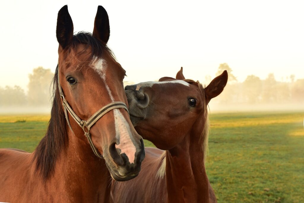 horses, kiss, to play-3747374.jpg