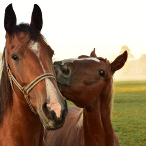 horses, kiss, to play-3747374.jpg