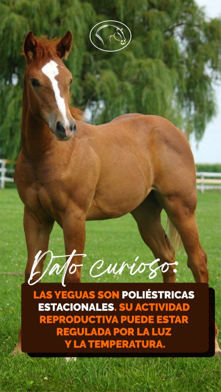 Dato Curioso