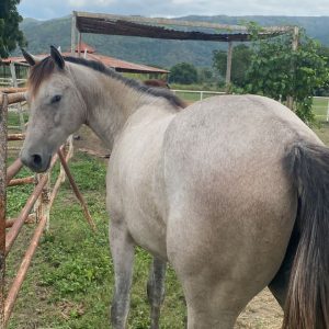 MESTIZO