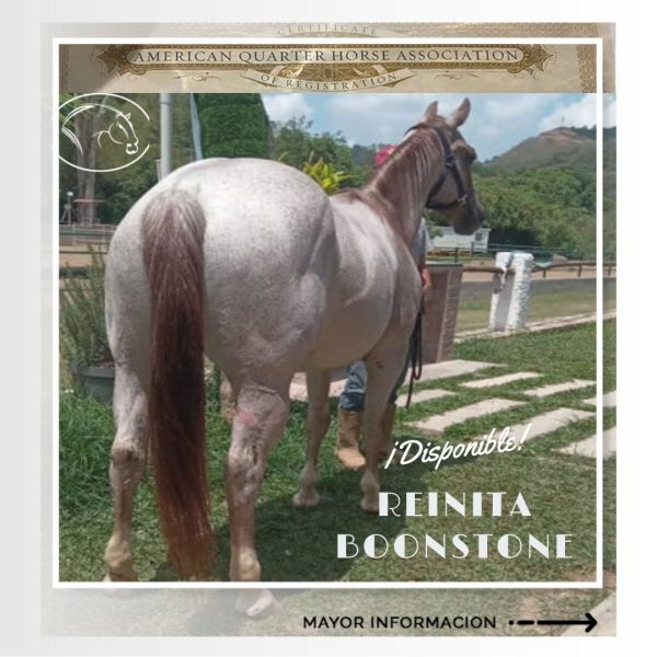 REINITA BOONSTONE - Imagen 3