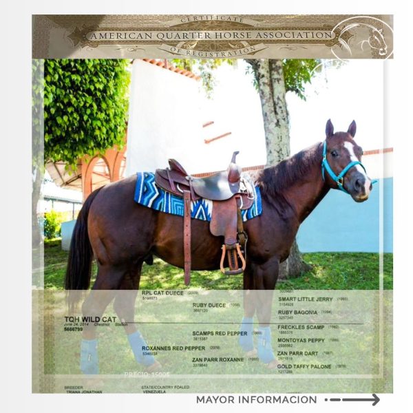 NO DISPONIBLE - Imagen 4