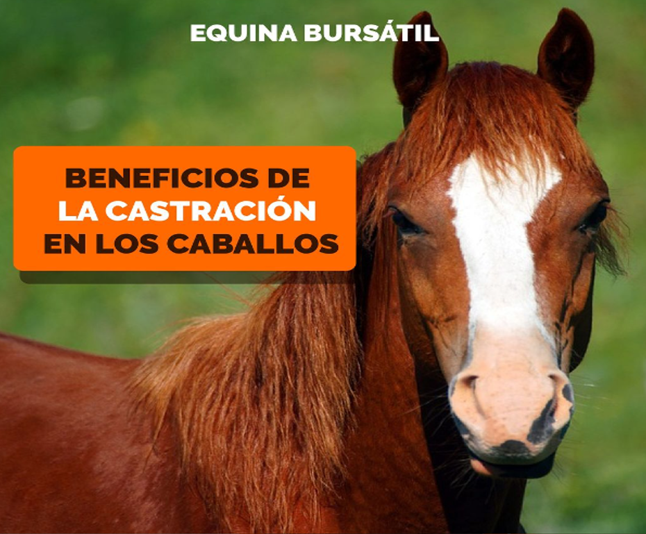 BENEFICIOS DEL CABALLOS