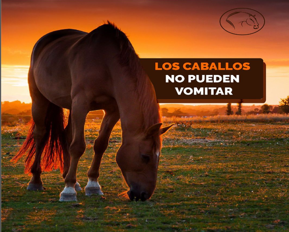 CABALLOS NO PUEDEN VOMITAR