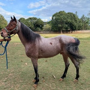 🔥 ¡SANGRE AZUL: RBB LIL DELINCUENTE! 🐎💎