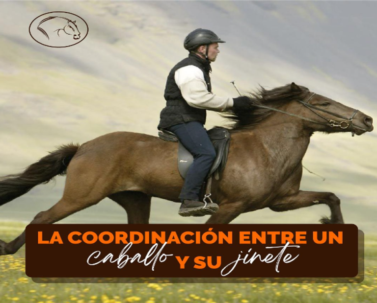 cordinacion entre caballo y jinete