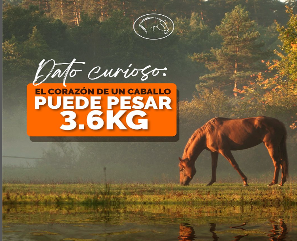 el corazon de un caballo puede pesar 3.6 kg