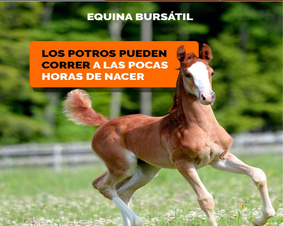 potros pueden correr al nacer