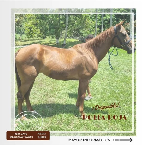 MISS TARDY NAPEYOMA (Polla Roja) - Imagen 4