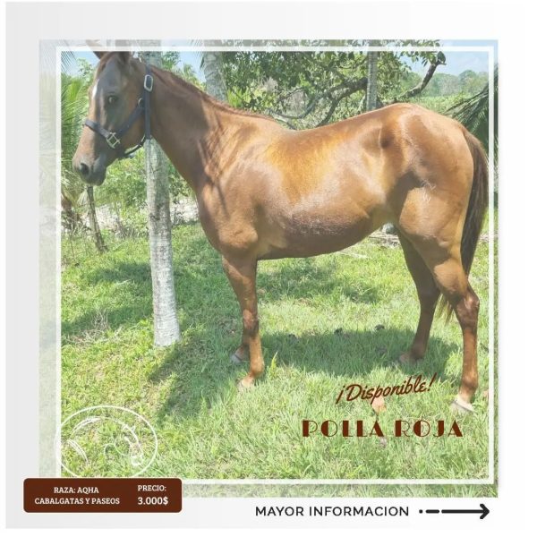 MISS TARDY NAPEYOMA (Polla Roja) - Imagen 5