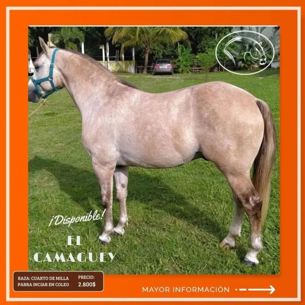 El CAMAGÜEY - Imagen 4