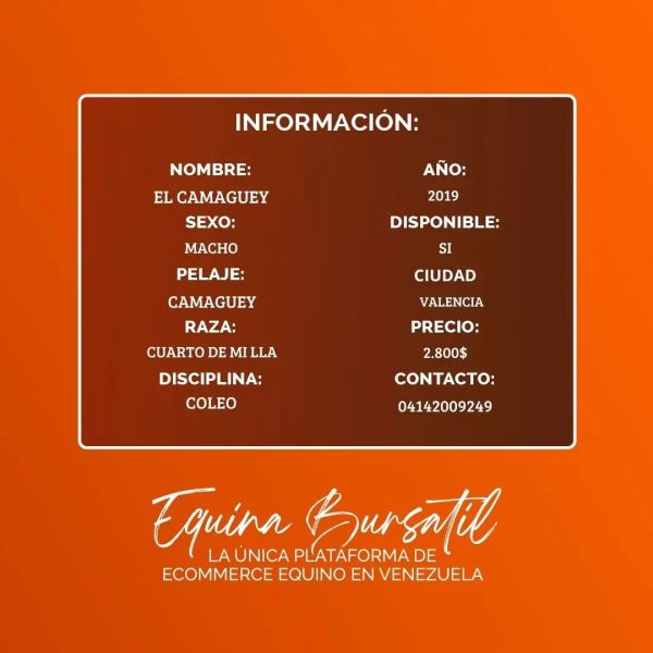 El CAMAGÜEY - Imagen 6
