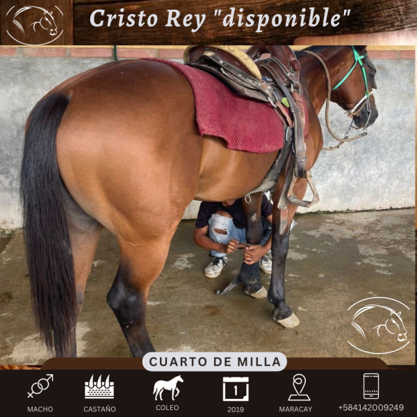 Cristo Rey - Imagen 4