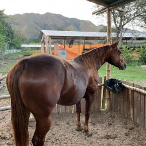 🌸 ¡EL EJEMPLAR IDEAL: YEGUA ALAZANA MULTIPROPÓSITO! 🐎✨