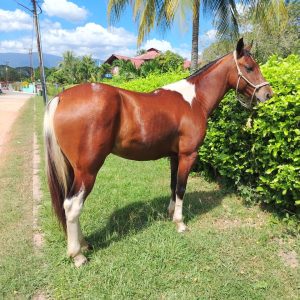 🎨 ¡PINTO GARANTIZADO: EL CABALLO DE LA FAMILIA! 🐎✨