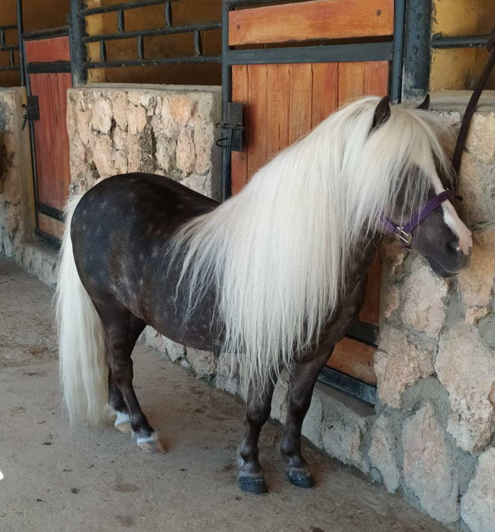 🦄 ¡EL REGALO PERFECTO: PONY RUANO PARA NIÑOS! 🌟✨ - Imagen 3