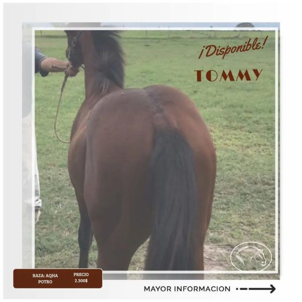 TOMMY - Imagen 5