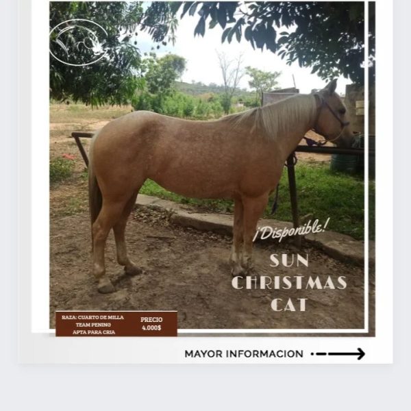 SUN CHRISTM CAT - Imagen 2