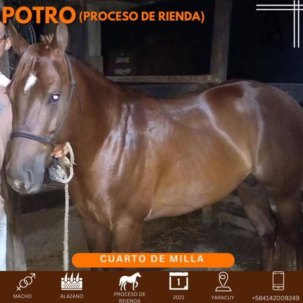 Bello potro en proceso de rienda - Imagen 6