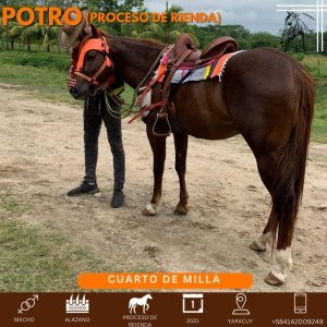 Bello potro en proceso de rienda
