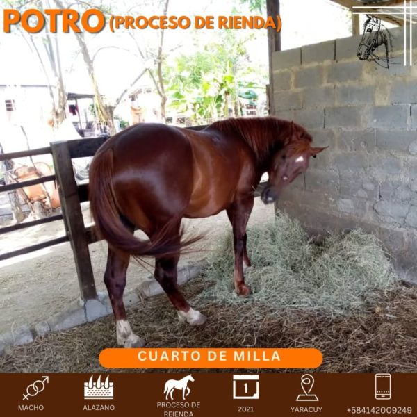 Bello potro en proceso de rienda - Imagen 4