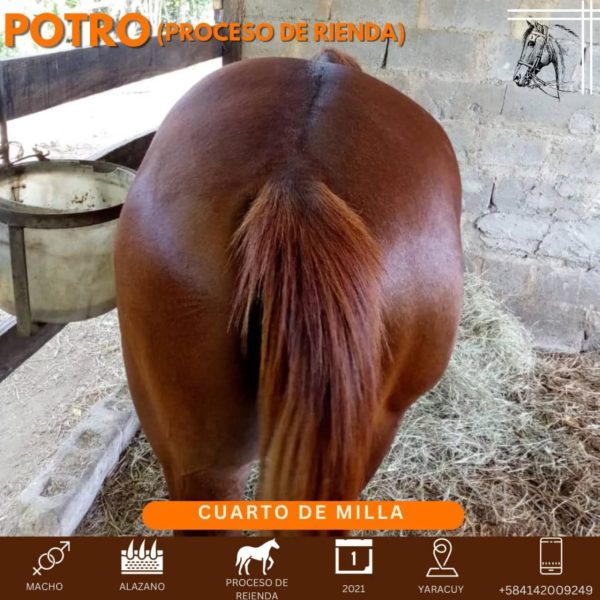 Bello potro en proceso de rienda - Imagen 3