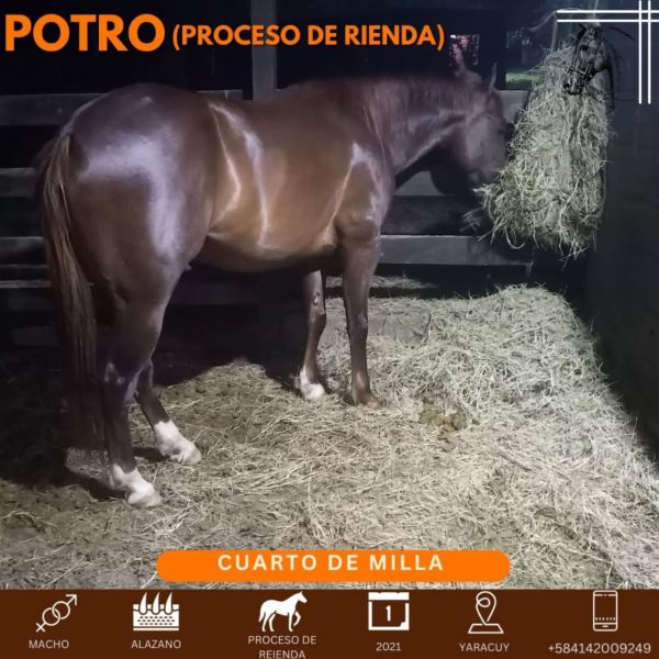 Bello potro en proceso de rienda - Imagen 2