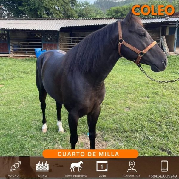 Hermoso zaino caballo 1/4 de milla de coleo - Imagen 7