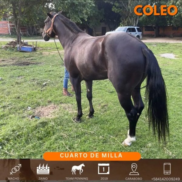 Hermoso zaino caballo 1/4 de milla de coleo - Imagen 6