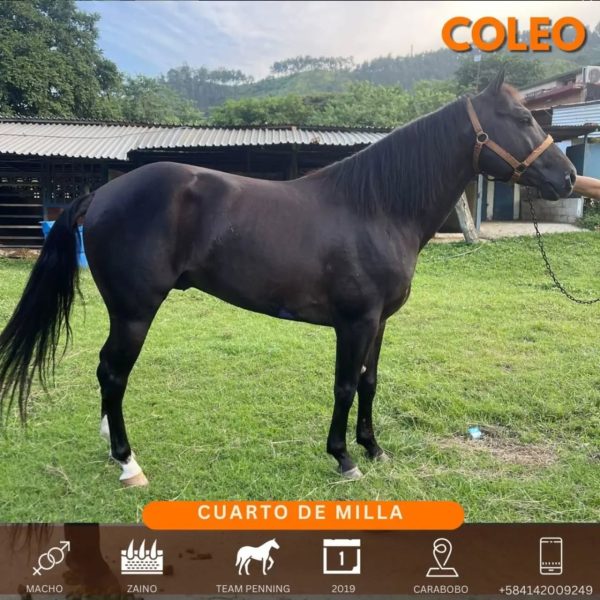 Hermoso zaino caballo 1/4 de milla de coleo - Imagen 5