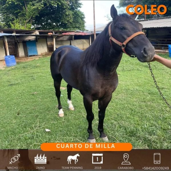 Hermoso zaino caballo 1/4 de milla de coleo - Imagen 4