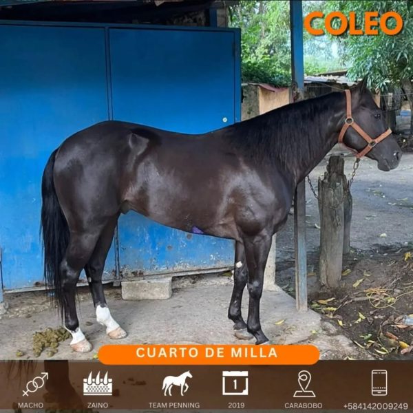Hermoso zaino caballo 1/4 de milla de coleo - Imagen 2