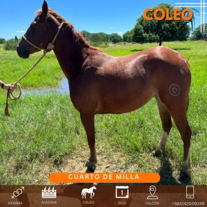 Yegua de 6 años ya iniciada en COLEO