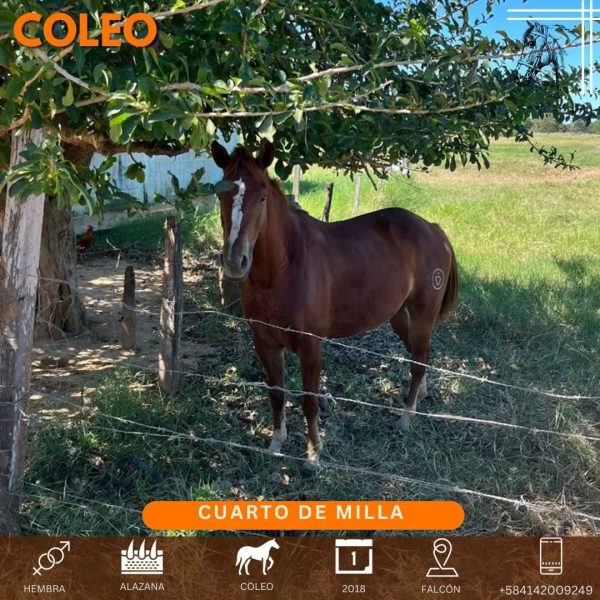 Yegua de 6 años ya iniciada en COLEO - Imagen 4