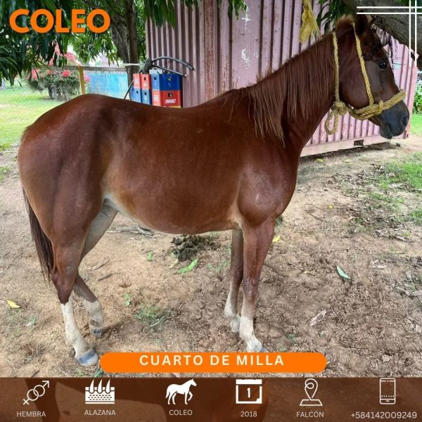 Yegua de 6 años ya iniciada en COLEO - Imagen 5