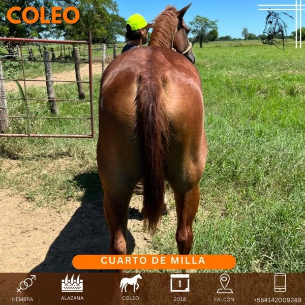 Yegua de 6 años ya iniciada en COLEO - Imagen 6
