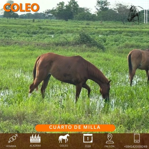 Yegua de 6 años ya iniciada en COLEO - Imagen 7