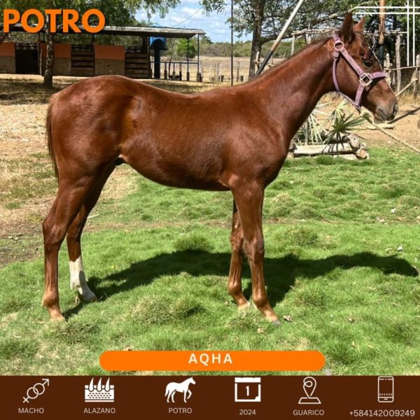 Disponible Bello potro con registro de línea ganadera - Imagen 2