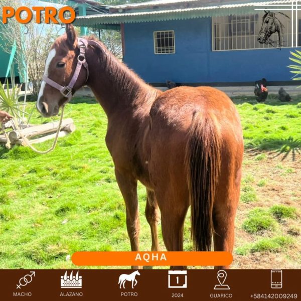 Disponible Bello potro con registro de línea ganadera - Imagen 3
