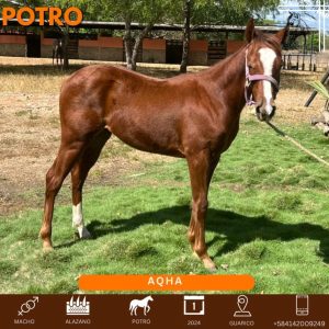 Disponible Bello potro con registro de línea ganadera