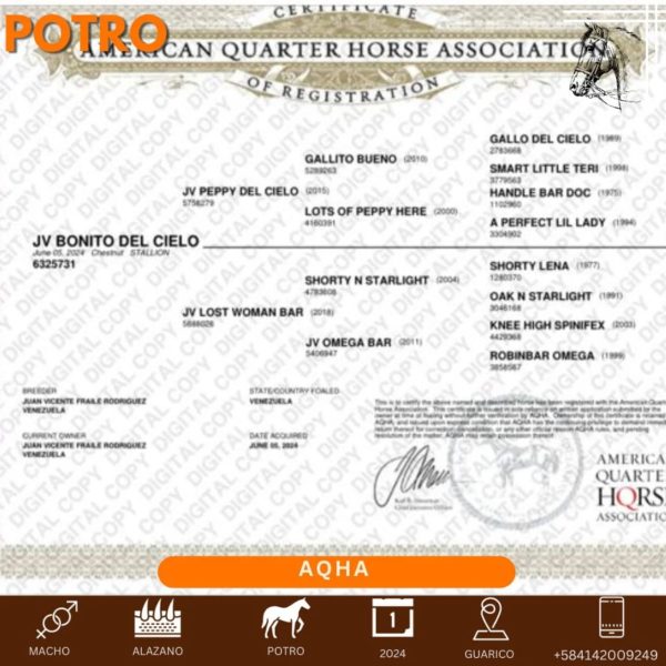Disponible Bello potro con registro de línea ganadera - Imagen 5