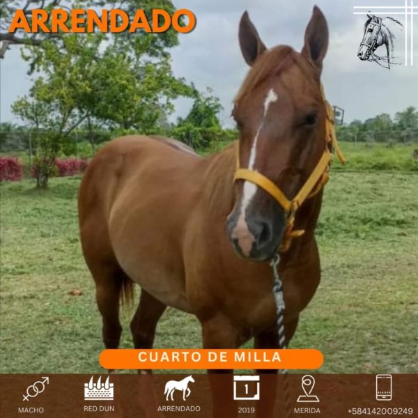 Hermoso caballo cuarto de Milla - Imagen 2