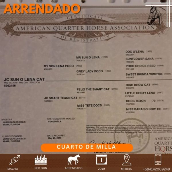 Hermoso caballo cuarto de Milla - Imagen 3
