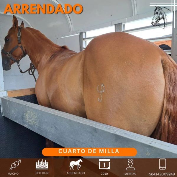 Hermoso caballo cuarto de Milla