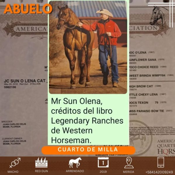Hermoso caballo cuarto de Milla - Imagen 6