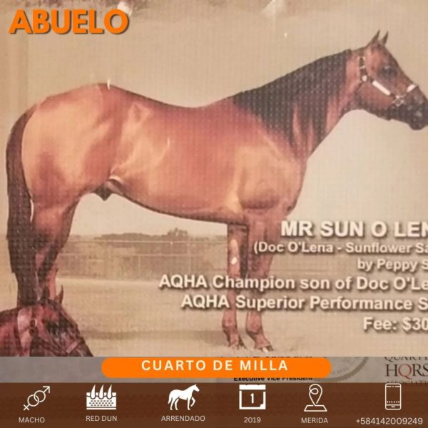 Hermoso caballo cuarto de Milla - Imagen 7