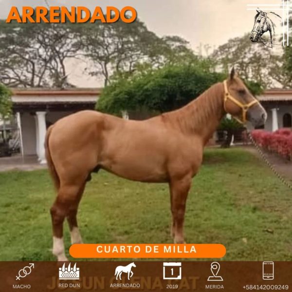 Hermoso caballo cuarto de Milla - Imagen 8