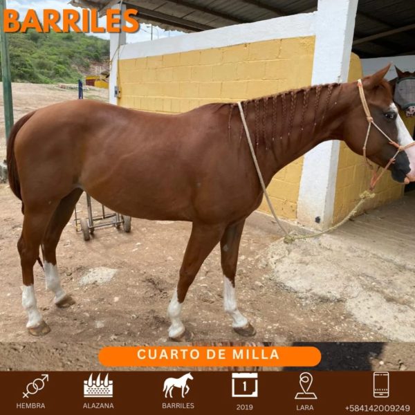 Yegua mestiza excepcional para barriles: - Imagen 7